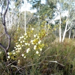 Acacia genistifolia at Queanbeyan West, NSW - 5 Jul 2022 09:02 AM