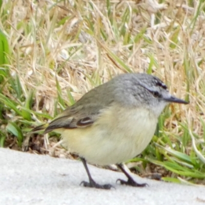 Acanthiza chrysorrhoa (Yellow-rumped Thornbill) at Queanbeyan West, NSW - 6 Jul 2022 by Paul4K