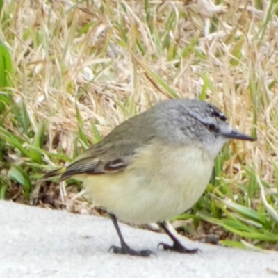 Acanthiza chrysorrhoa (Yellow-rumped Thornbill) at Queanbeyan West, NSW - 5 Jul 2022 by Paul4K