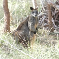 Wallabia bicolor (Swamp Wallaby) at Borough, NSW - 8 Jul 2022 by Paul4K