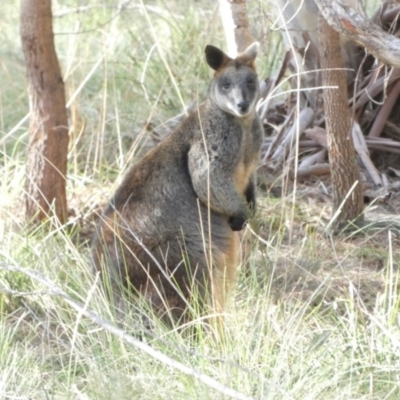 Wallabia bicolor (Swamp Wallaby) at QPRC LGA - 8 Jul 2022 by Paul4K