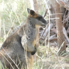 Wallabia bicolor at Borough, NSW - 8 Jul 2022