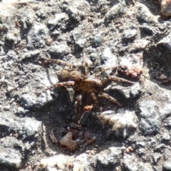 Unverified Spider at Queanbeyan West, NSW - 10 Jul 2022 by Paul4K
