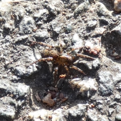 Unidentified Spider (Araneae) at Bicentennial Park - 9 Jul 2022 by Paul4K