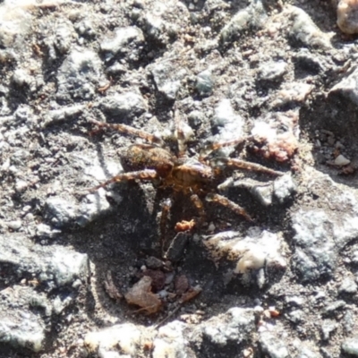 Unverified Spider at Queanbeyan West, NSW - 10 Jul 2022 by Paul4K