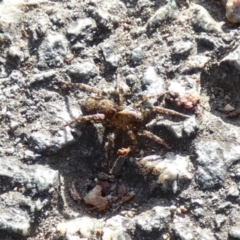 Unidentified Spider (Araneae) (TBC) at Queanbeyan West, NSW - 9 Jul 2022 by Paul4K
