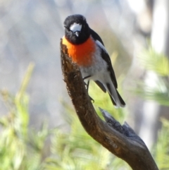 Petroica boodang (Scarlet Robin) at Borough, NSW - 14 Jul 2022 by Paul4K