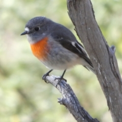 Petroica boodang at Borough, NSW - suppressed