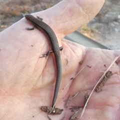 Lampropholis delicata (Delicate Skink) at QPRC LGA - 14 Jul 2022 by Paul4K