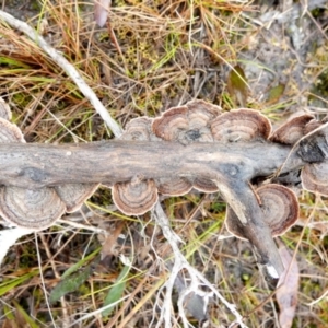 Xylobolus illudens at Borough, NSW - 16 Jul 2022