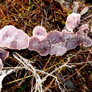 Xylobolus illudens at Borough, NSW - 16 Jul 2022