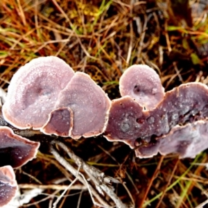 Xylobolus illudens at Borough, NSW - 16 Jul 2022