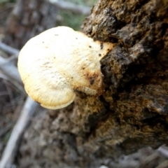 Unidentified Pored or somewhat maze-like on underside [bracket polypores] (TBC) at Borough, NSW - 14 Jul 2022 by Paul4K