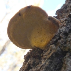 zz Polypore (shelf/hoof-like) at Borough, NSW - suppressed