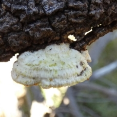 zz Polypore (shelf/hoof-like) at Borough, NSW - 14 Jul 2022 by Paul4K