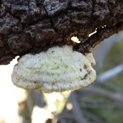 zz Polypore (shelf/hoof-like) at QPRC LGA - 14 Jul 2022 by Paul4K