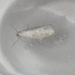 Lepidoscia (genus) ADULT (A Case moth) at QPRC LGA - 15 Jul 2022 by Paul4K