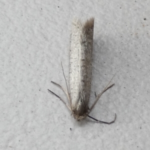 Lepidoscia (genus) ADULT at Borough, NSW - 16 Jul 2022