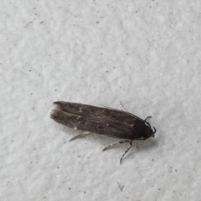 Aproaerema simplexella & isoscelixantha (Australian Soybean Moth (A. simplexella)) at Borough, NSW - 16 Jul 2022 by Paul4K
