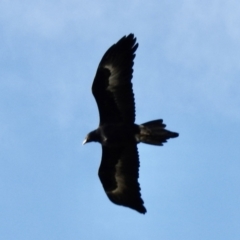 Aquila audax (Wedge-tailed Eagle) at Bibbenluke, NSW - 17 Jul 2022 by GlossyGal