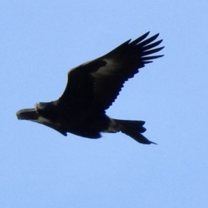 Aquila audax at Bibbenluke, NSW - 17 Jul 2022 03:13 PM