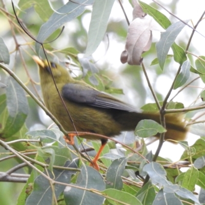 Manorina melanophrys (Bell Miner) at Mallacoota, VIC - 16 Jul 2022 by GlossyGal