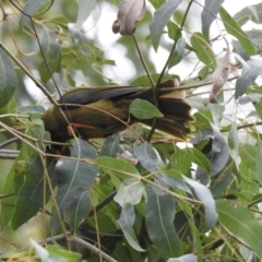 Manorina melanophrys at Mallacoota, VIC - 16 Jul 2022