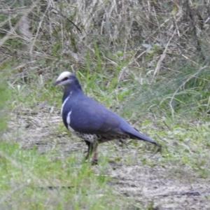 Leucosarcia melanoleuca at Mallacoota, VIC - 16 Jul 2022