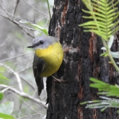 Eopsaltria australis (Eastern Yellow Robin) at Mallacoota, VIC - 16 Jul 2022 by GlossyGal