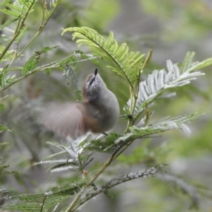 Gerygone mouki at Mallacoota, VIC - 16 Jul 2022