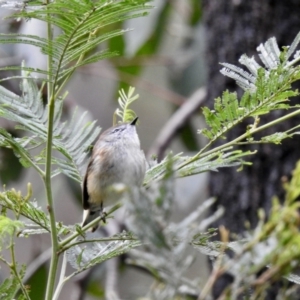 Gerygone mouki at Mallacoota, VIC - 16 Jul 2022 12:22 PM