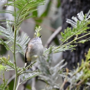 Gerygone mouki at Mallacoota, VIC - 16 Jul 2022