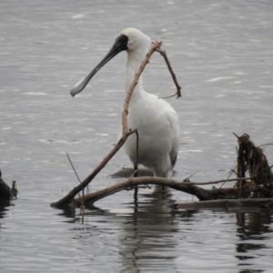 Platalea regia at Mallacoota, VIC - 16 Jul 2022