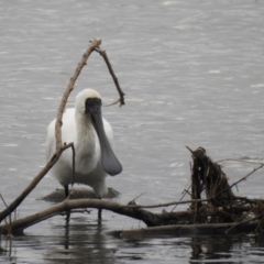 Platalea regia at Mallacoota, VIC - 16 Jul 2022