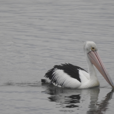 Pelecanus conspicillatus (Australian Pelican) at Mallacoota, VIC - 16 Jul 2022 by GlossyGal