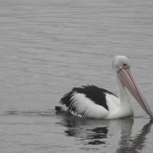 Pelecanus conspicillatus at Mallacoota, VIC - 16 Jul 2022