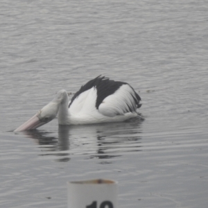 Pelecanus conspicillatus at Mallacoota, VIC - 16 Jul 2022