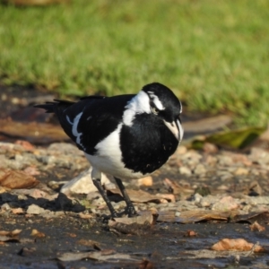 Grallina cyanoleuca at Mallacoota, VIC - 15 Jul 2022 03:24 PM