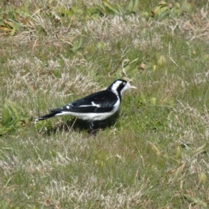 Grallina cyanoleuca at Greenway, ACT - 15 Jul 2022