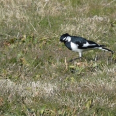 Grallina cyanoleuca at Greenway, ACT - 15 Jul 2022