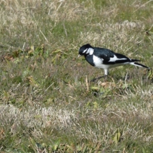 Grallina cyanoleuca at Greenway, ACT - 15 Jul 2022