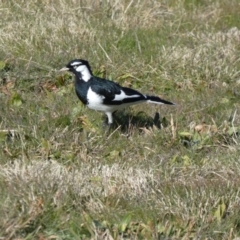 Grallina cyanoleuca at Greenway, ACT - 15 Jul 2022