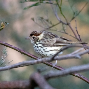 Pyrrholaemus sagittatus at Hackett, ACT - 16 Jul 2022