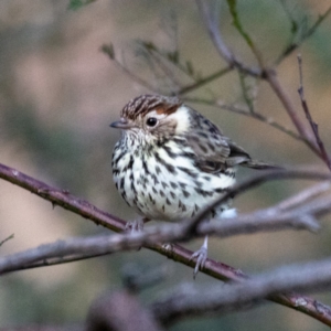 Pyrrholaemus sagittatus at Hackett, ACT - 16 Jul 2022 04:46 PM