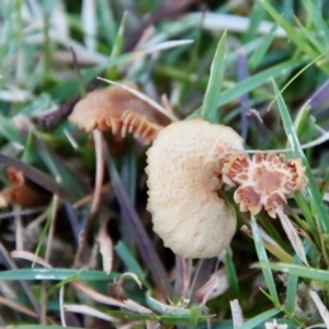 Marasmius at QPRC LGA - 15 Jul 2022