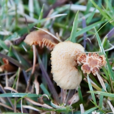 Marasmius at Mongarlowe, NSW - 15 Jul 2022 by LisaH