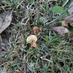 Marasmius at QPRC LGA - suppressed