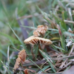 Marasmius at QPRC LGA - 15 Jul 2022