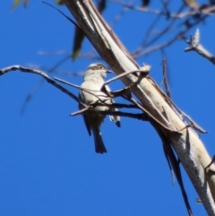 Melithreptus brevirostris (Brown-headed Honeyeater) at Mongarlowe, NSW - 17 Jul 2022 by LisaH