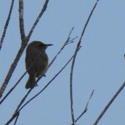 Phylidonyris pyrrhopterus (Crescent Honeyeater) at Ben Boyd National Park - 16 Jul 2022 by Liam.m